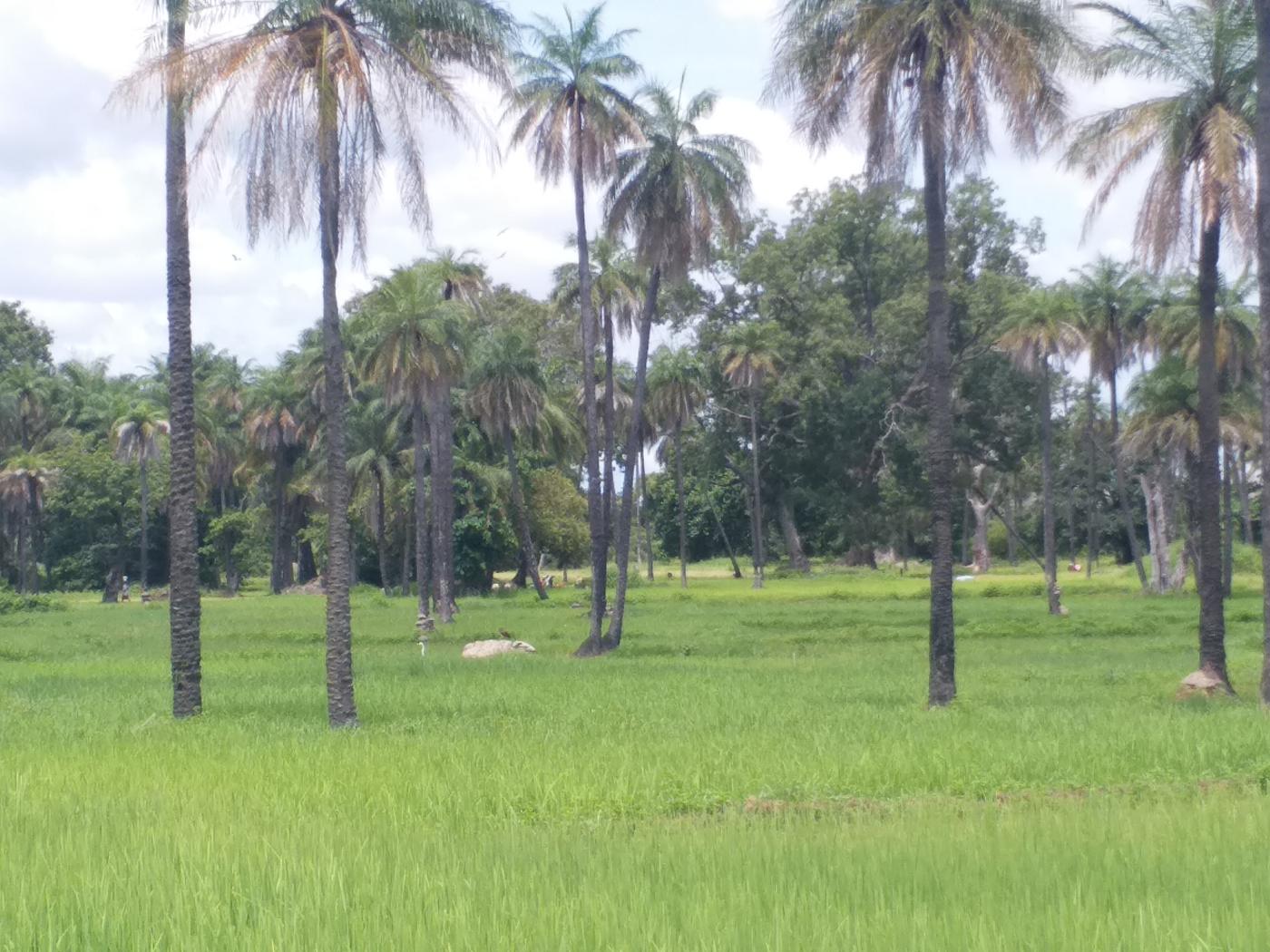Palmeraie dominant une rizière de bas-fond