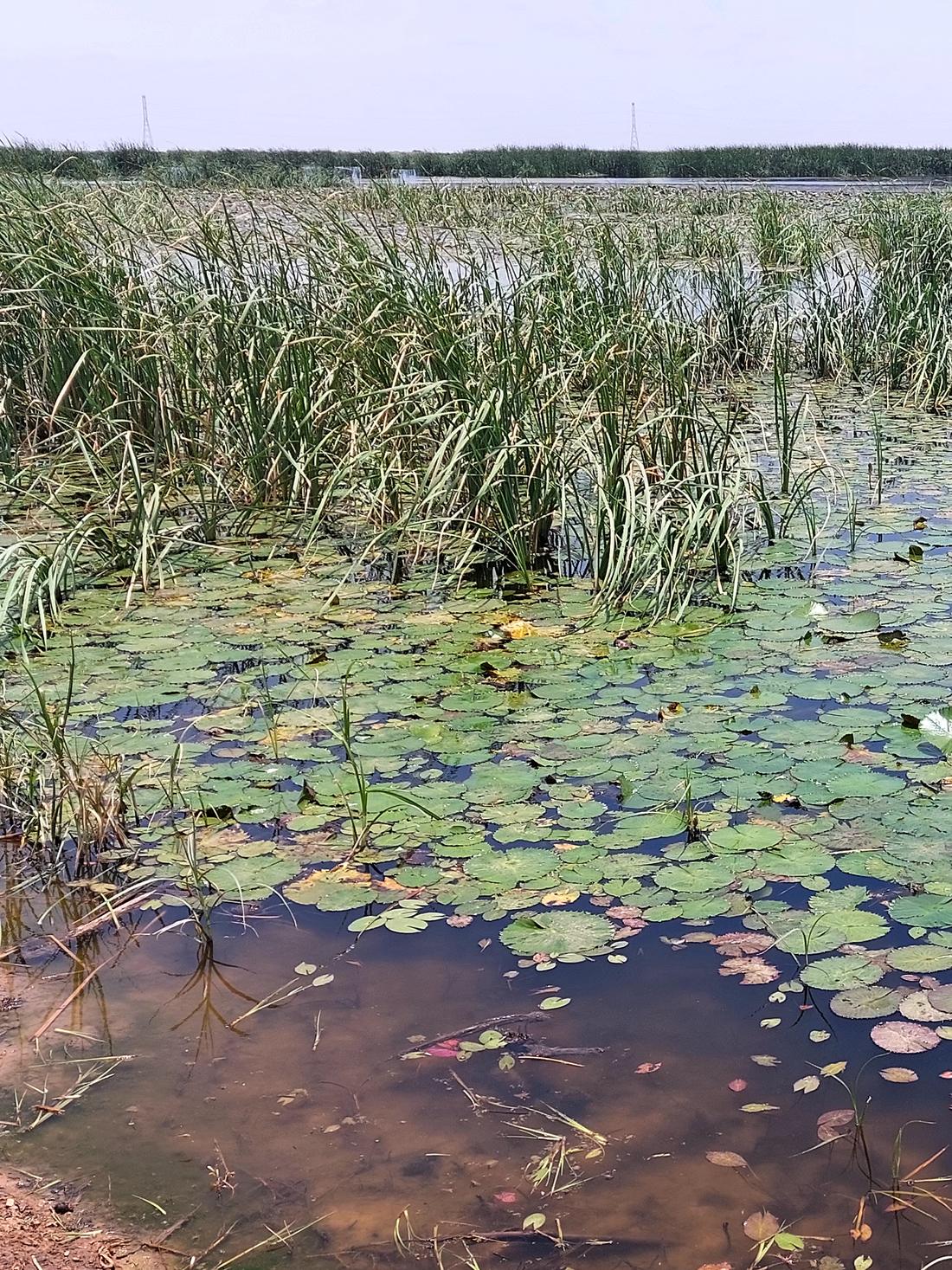 Reed beds and water lilies in a wetland